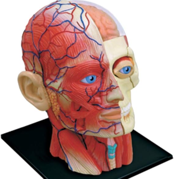 4D Vision Human Head Anatomy Model