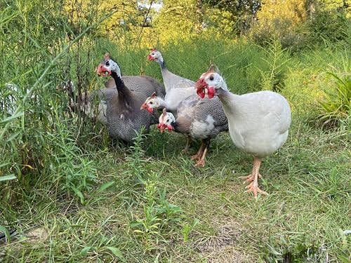 6 Guinea Fowl Fertile Hatching Eggs - Shipped in Foam from Free Range Birds