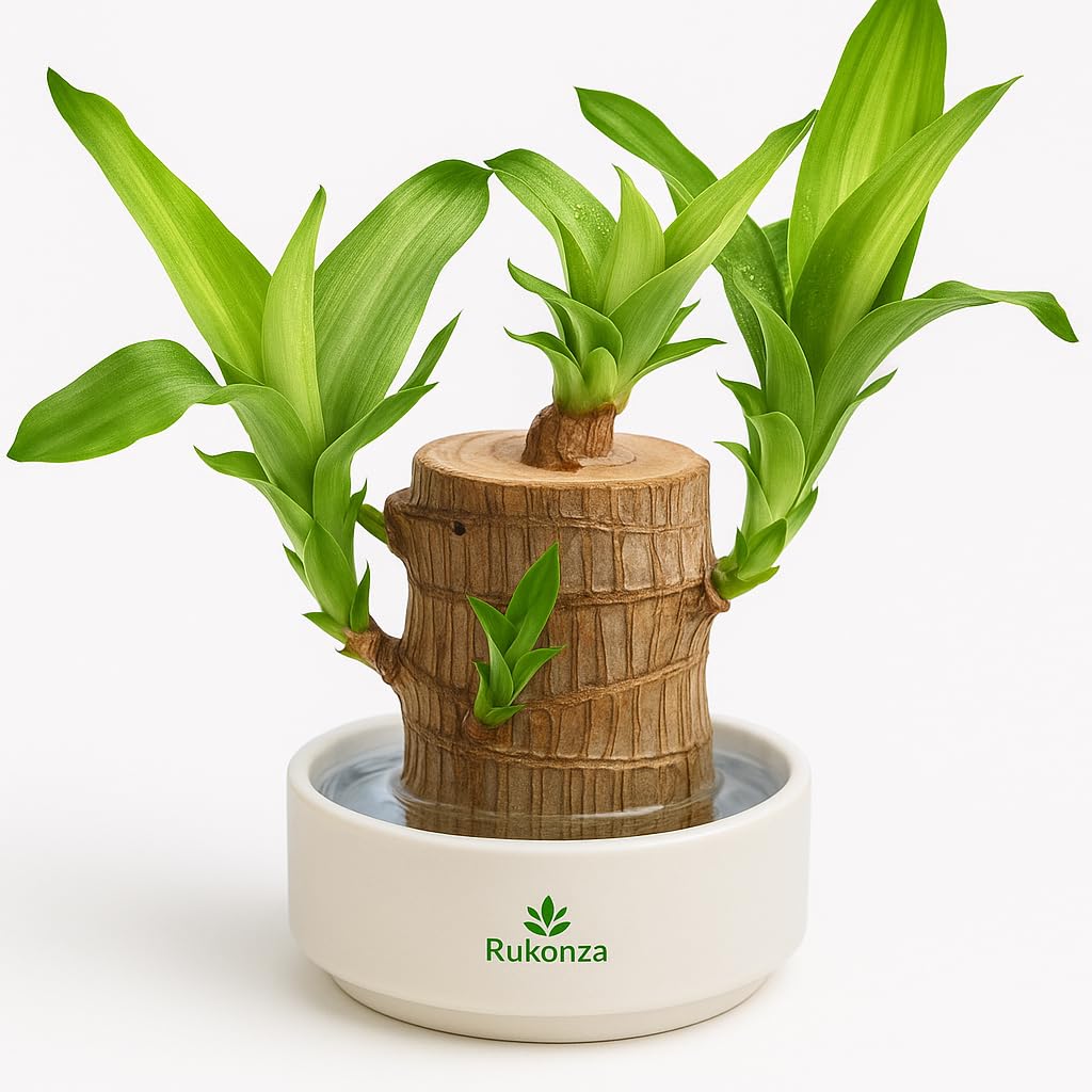 Rukonza Brazilian Lucky Wood Live Bamboo Plant – 18 to 20 cm Height, Indoor Plant for Home and Office Decor, Feng Shui Lucky Plant for Indian Homes, Pack of 1 (Pot Not Included)-image-39