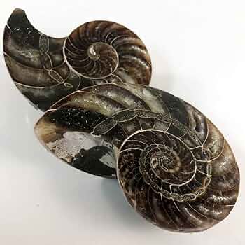 化石　プゾシア マダガスカル産直輸入 アンモナイト化石 プゾシア青遊色稀少個体