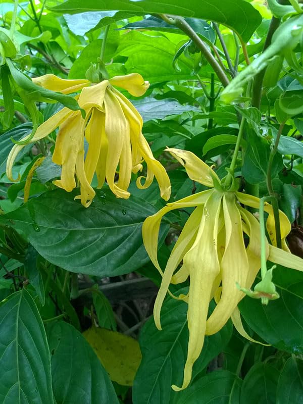 New Fresh 100pcs ylang-ylang Flower Seeds Generic