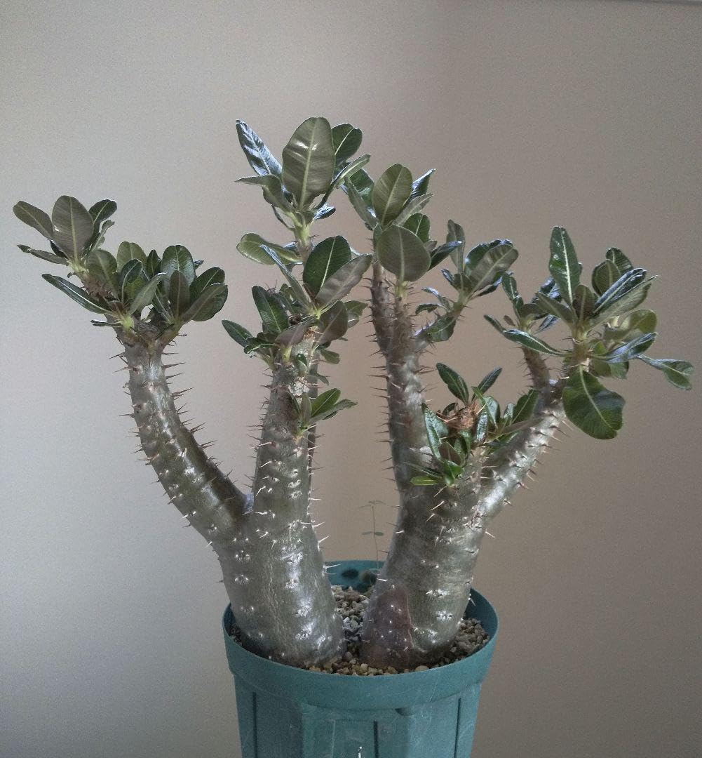 パキポディウム　カクチペス　鉢ごと発送 Amazon.co.jp: Wヘッド パキポディウム カクチペス 鉢ごと発送 : ホビー