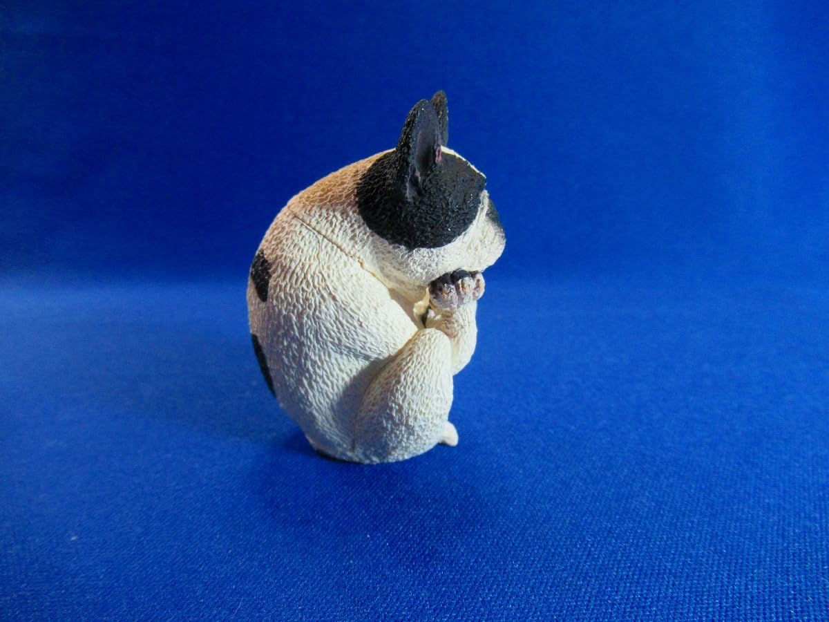 Amazon.co.jp: 朝隈俊男 アニマルライフ 犬のヨガマスター ボストン