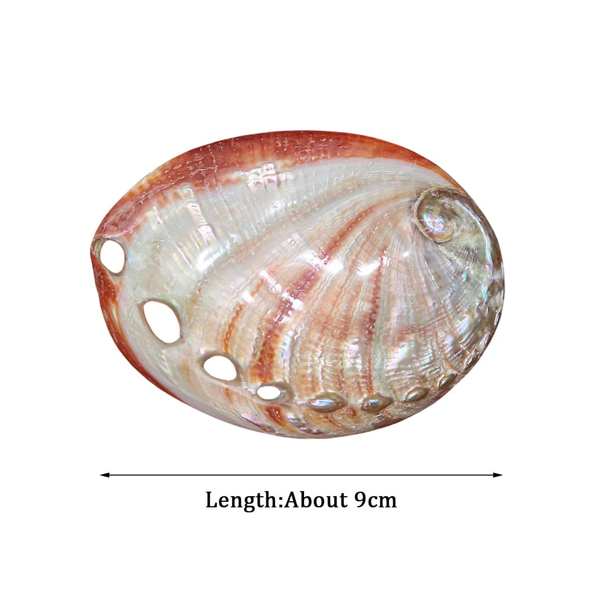Amazon.co.jp: 貝殻 大 天然,大 ビーチシェル、 天然赤アワビ貝殻 片面