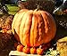 Atlantic Giant Pumpkin 10+ Seeds for Planting Non-GMO