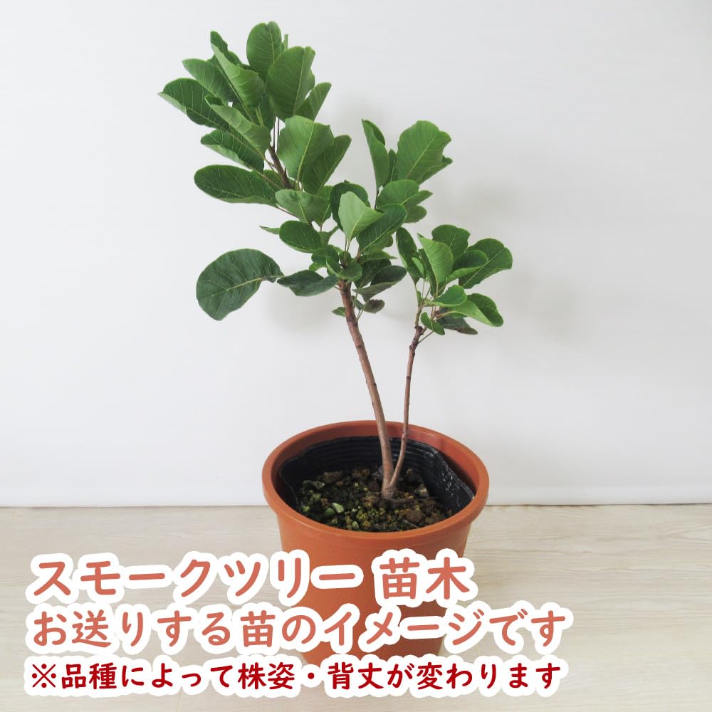 Amazon.co.jp: スモークツリー 苗 苗木 【 ルブリフォリウス 】 13.5cm