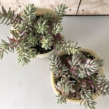 その他多肉植物 Cranky 8416_1.jpg