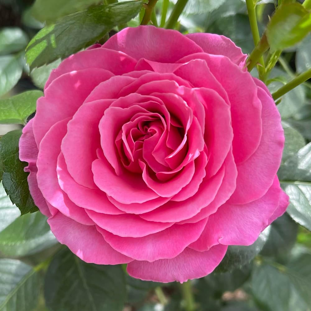 YouGarden Harkness Rose 'Mum You Are One In A Million', Established Rose Plant in 4 Litre Pot, Ready to Plant, Ideal for Pots, Beds & Borders, Hardy Perennial Garden Plant Gift