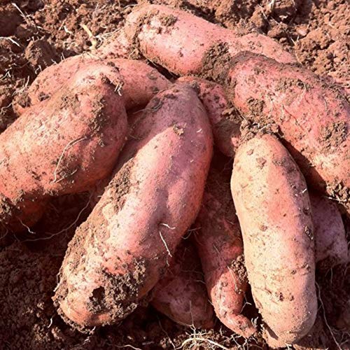 scgtpapadc Sweet Potato Seeds, 50Pcs Purple Sweet Potato Seeds Nutrition Delicious Vegetable Bonsai Plants, Flower Seeds Plant Seeds Sweet Potato 50pcs