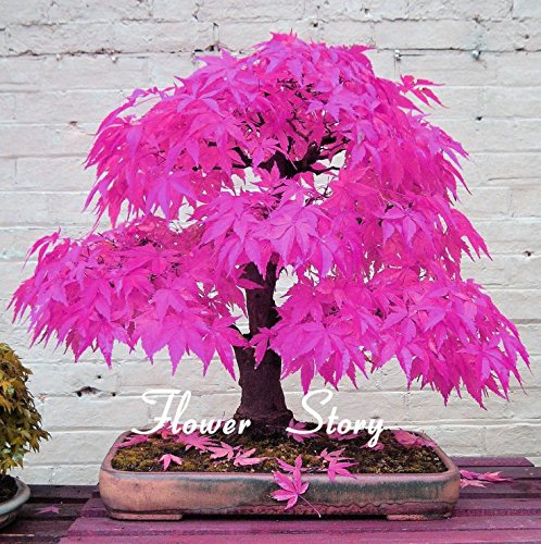 Selten Blau Maple Samen Bonsai-Baum-Pflanzen-Topfklage fr DIY Hausgarten  Japanischer Ahorn-Samen 20 PC / Kinds : Amazon.de: Garten