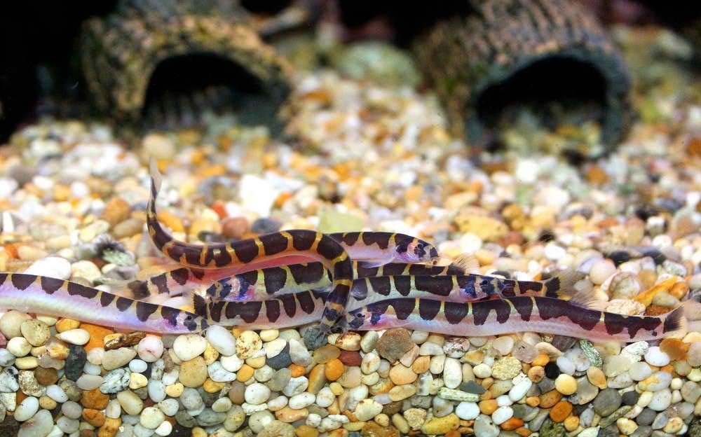 tropical fish loaches