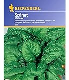 Bruno Nebelung Spinat 'Matador',1 Portion