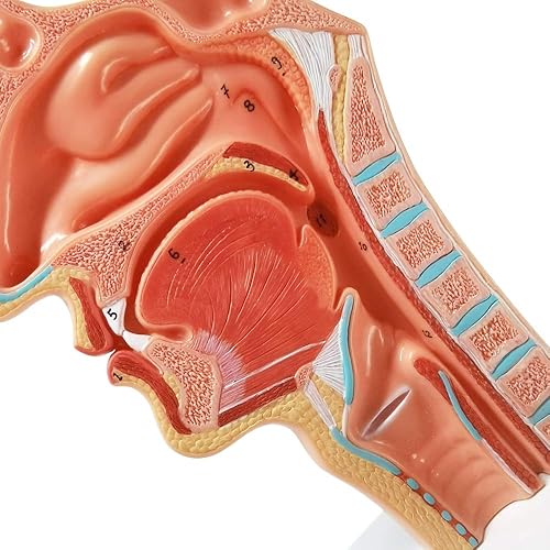 Miniatura 3 de EVOTECH SCIENTIFIC Tamaño natural de la garganta de la cavidad oral nasal 1:1 Nasofaringe humana Laringofaringe Cavidad nasal, Cavidad Oral,