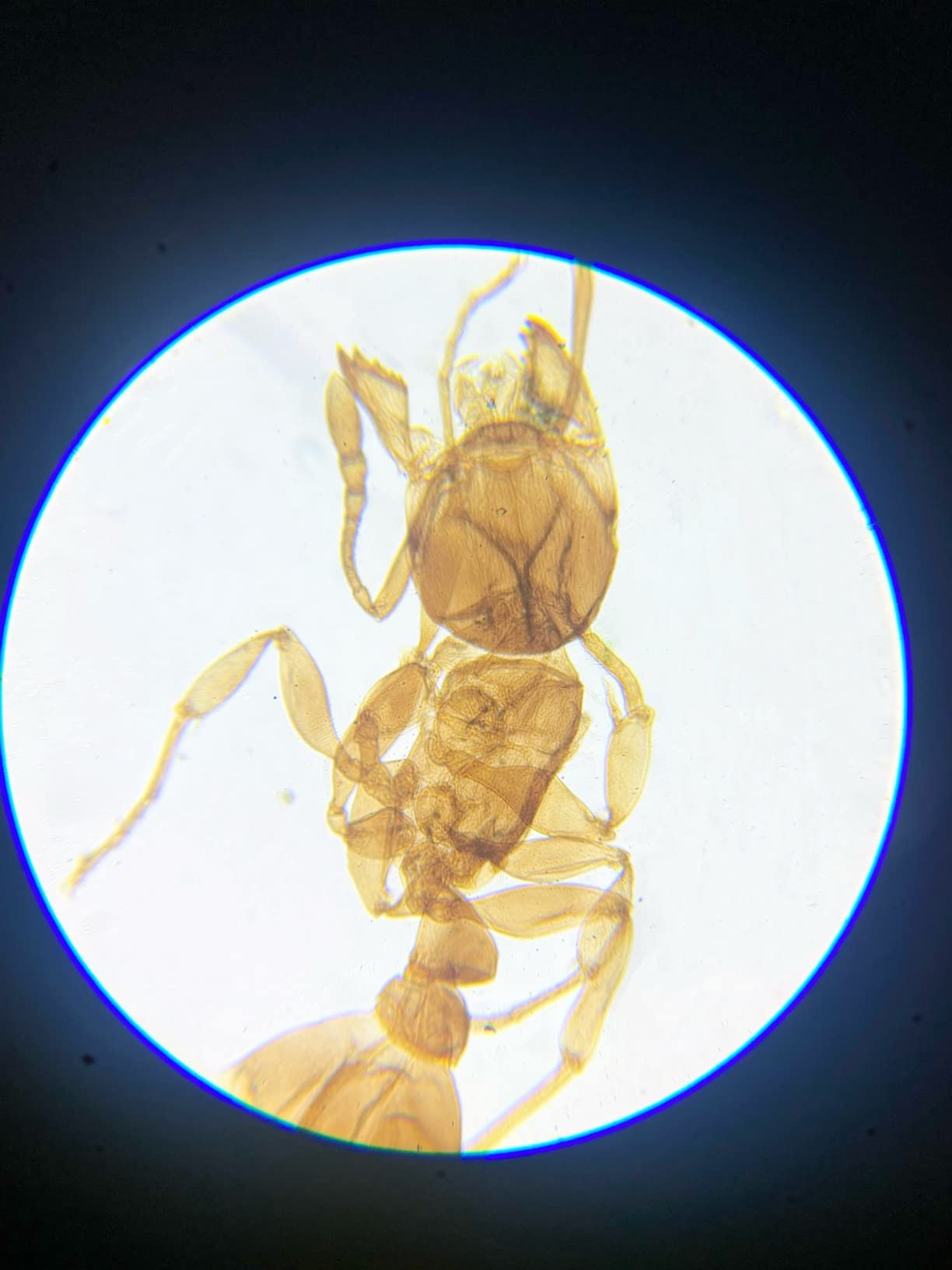 15/mo Finance LaMulaOptics Microscope for Adults Kids Students, 100X