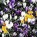 Willard & May Mixed Giant Crocus - 25 Bulbs - Assorted Colors