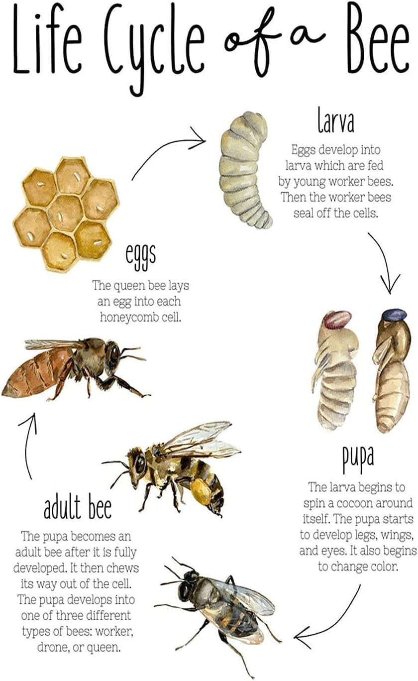 Peiyeety Life Cycle Of A Bee Metal Tin Sign Bee Knowledge Poster Home Decor Guide Plaque Club Farm Room Wall Decoration 5.5X8 Inches