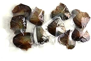 Luminous Freshwater Cultured Pearl Oysters (10 PC)