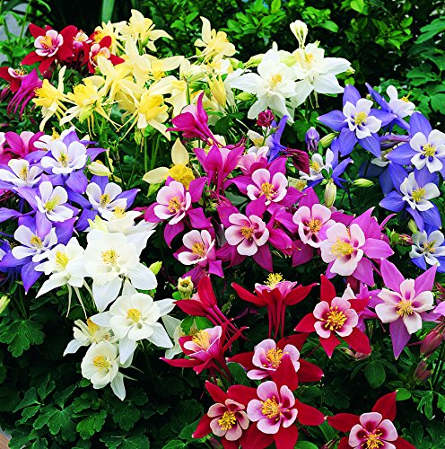 CEMEHA SEEDS - Seeds Columbine Mix Aquilegia Perennial Flowers for Planting