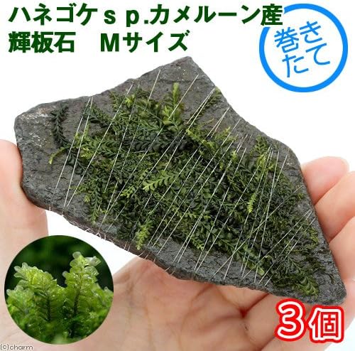 （水草）巻きたて ハネゴケｓｐ．カメルーン産 輝板石 Ｍサイズ（約１４ｃｍ）（水中葉）（無農薬）（３個）