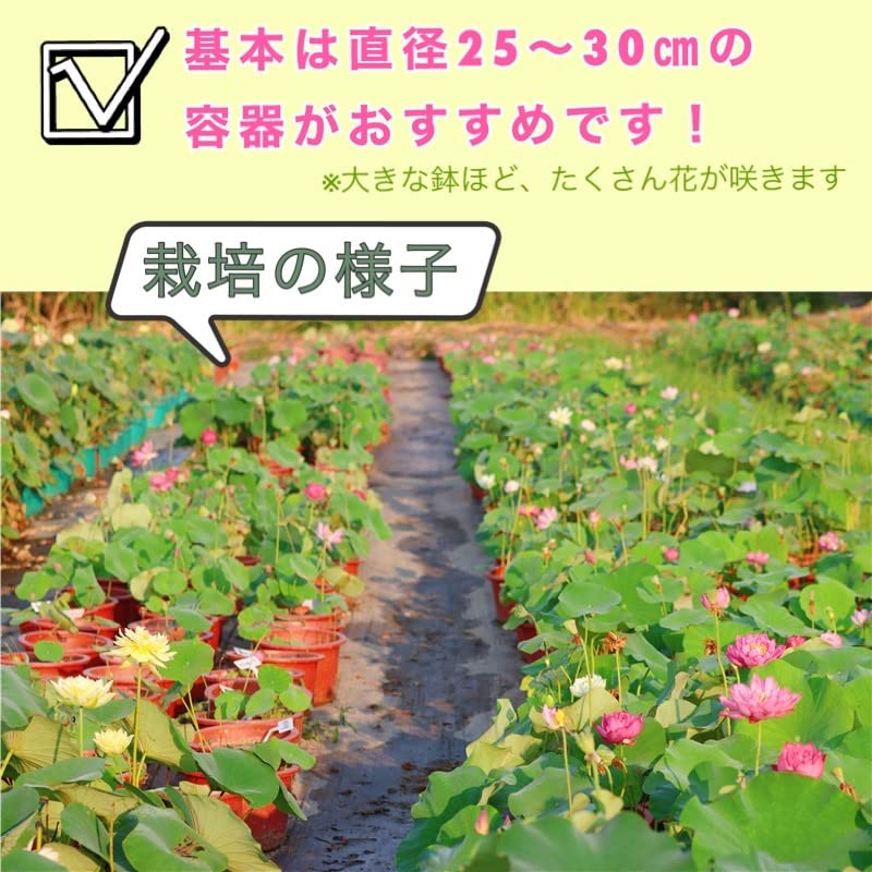 Amazon.co.jp: ウクレレ園芸SHOP ☆茶碗蓮の種☆ 3粒330円 (下処理済