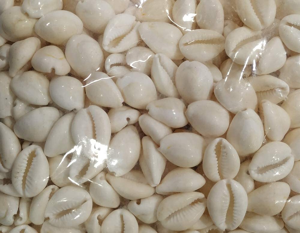 THE HIMALAYAN RIVER White Kodi/Laxmi Cowdi/Kauri/Kowri/Cowry/Kaudi/Cowrie Pack of 51 Pcs for Laxmi and Diwali Pooja Kaudi