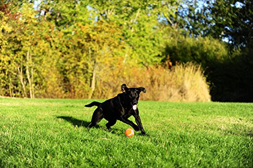 Schmeiß es weg! Tennisball-Hundespielzeug, robust, geeignet für Apportierspiele, geeignet für Hunde, Größe M, 2er-Pack