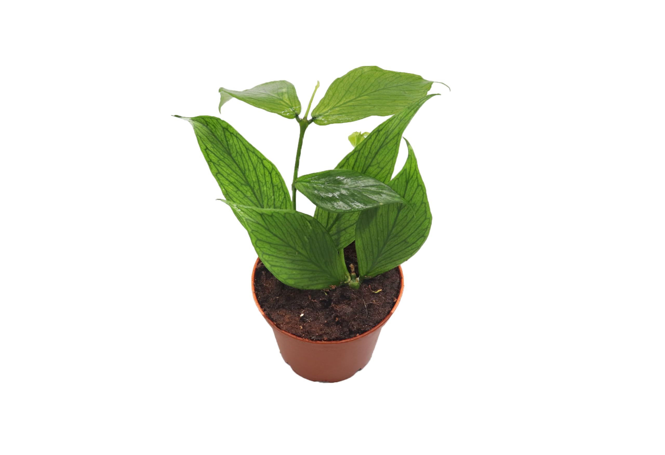 Amazon.com: Hoya Polyneura Fishtail (Mermaid Tail) - 2