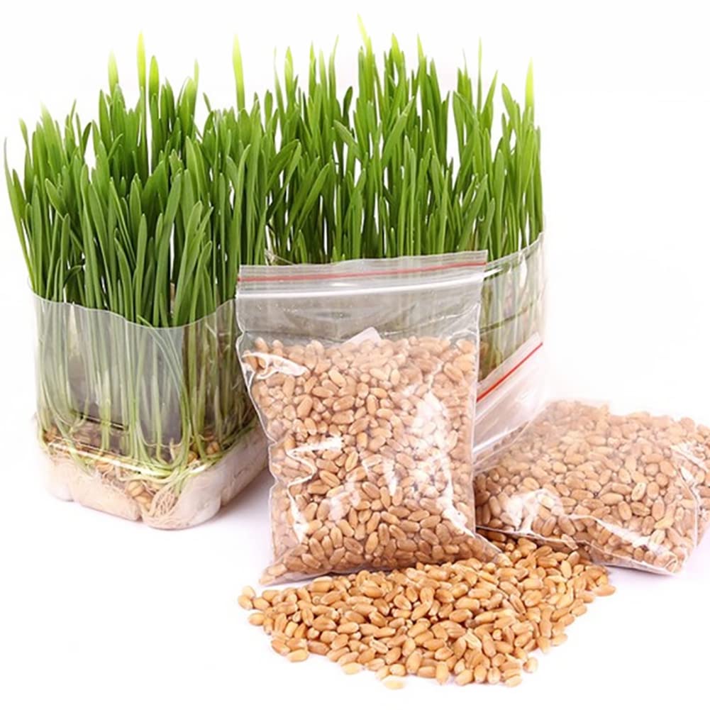 Haloppe 400 Piezas de Semillas de Hierba para Gatos, Perros, Conejos, Mascotas, Cultivar Hierba Fresca para Masticar, Semillas de Hierba para Gatos, Plantas de jardín, Aperitivos para Mascotas