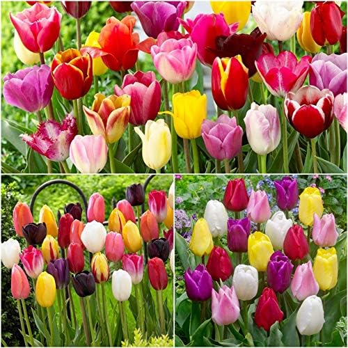 Woodland bulbs® 25 x Mixed Tulips Triumph Rainbow Tulips Bulbs Spring