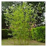 Photo Gallery haixhx bambù alberi artificiali pianta di bambù artificiale rimovibile, 120 150 180 210 cm di altezza fusti di bambù artificiali schermi divisori in bambù artificiale(30 sticks,180cm/70.9inch) Photo Gallery haixhx bambù alberi artificiali pianta di bambù artificiale rimovibile, 120 150 180 210 cm di altezza fusti di bambù artificiali schermi divisori in bambù artificiale(30 sticks,180cm/70.9inch)