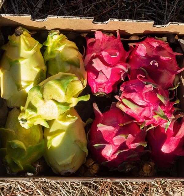 Pitahaya Púrpura 2kg Fruta Fresca Producción Local Castellón España Pitaya Rosa Fruta del Dragón