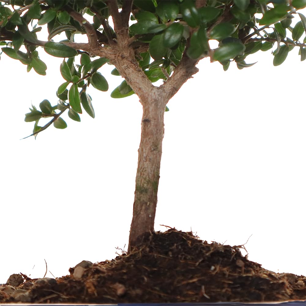 KENTIS - Myrten Bonsai Baum Echt für Draußen - Myrtus Communis Gartenbonsai - Balkon Pflanzen - H 20/25 cm Topf 16 cm (Myrten Bonsai, Topf 16 cm)