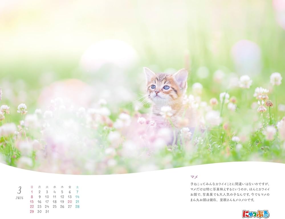 Amazon.co.jp: にゃっぷる 保護ねこカレンダー2026 卓上版「幸せつない