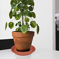 Vista 22 de 5 Packs Plant Saucer Pot Tray 6 8 10 12 14 16 19 20 Inch Plastic Flower Planter Saucers and Drip Trays for Indoors Outdoors, Heavy Durable Plant