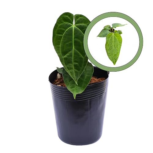 Anthurium papillilaminum x crystallinum Starter Plant
