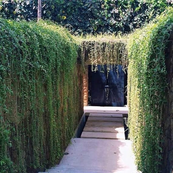 Combo of 2 Curtain Creeper Parda Bel Vernonia Elaeagnifolia Live Plant Vine Creeper Outdoor With Pot