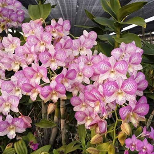 Dendrobium Pink 313 Amazon.in Garden & Outdoors