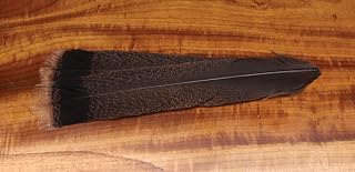 Cinnamon Tip Turkey Tail Full ::: Feather ::: Fly Tying Material
