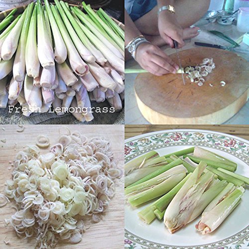 Lemongrass Fresh 12 Stalks from TastePadThai