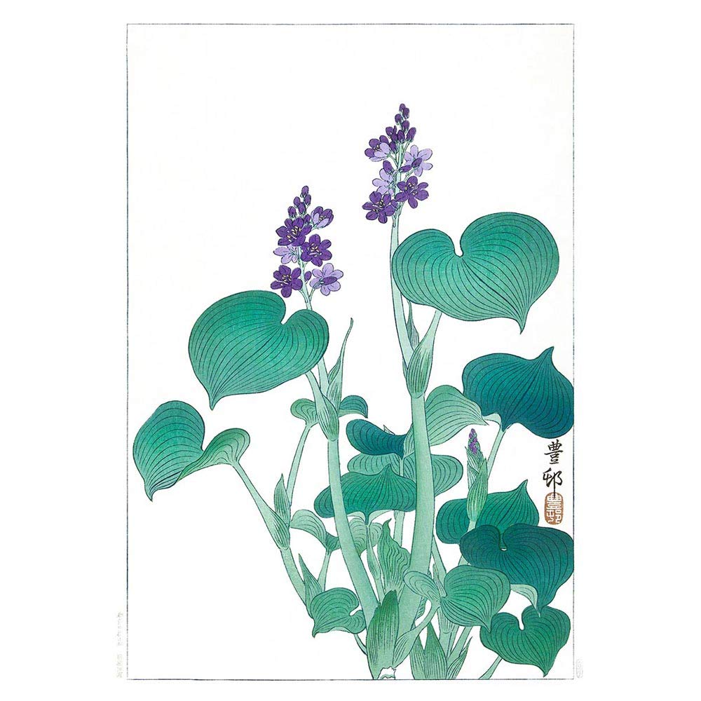 Wee Blue Coo Blooming Hosta Ohara Koson Art Print Poster Wall Decor 12X16 Inch