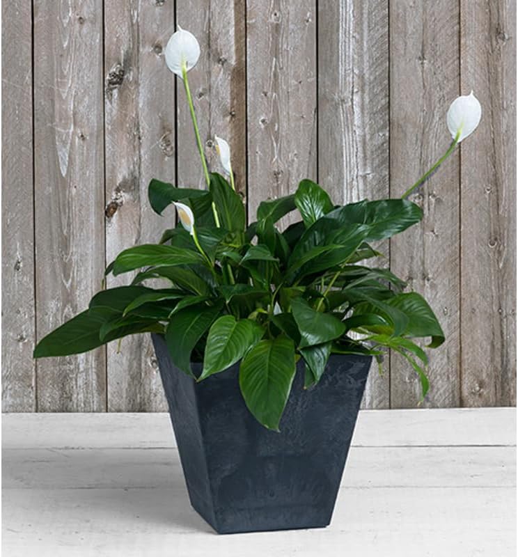 ArtStone Root & Vessel, Black, 35128 Ella Square Planter, 12, Inch