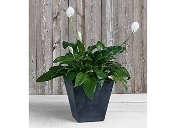 ☆値下げ☆ジョアン・アイザック　Pear Blossom Vase ☆値下げ☆ジョアン・アイザック Pear Blossom Vase Pear