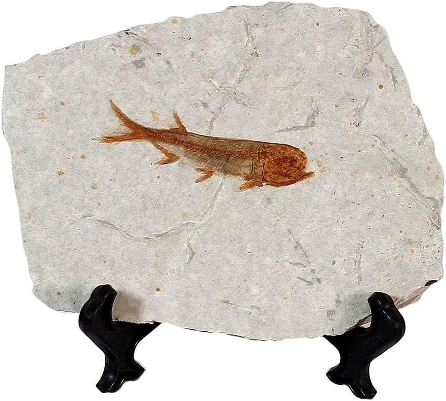 zonzxcv Real Fish Fossil Comes from The Western Liaoning China for Basic Paleontology Biological 150 Million Years Ago Lycoptera