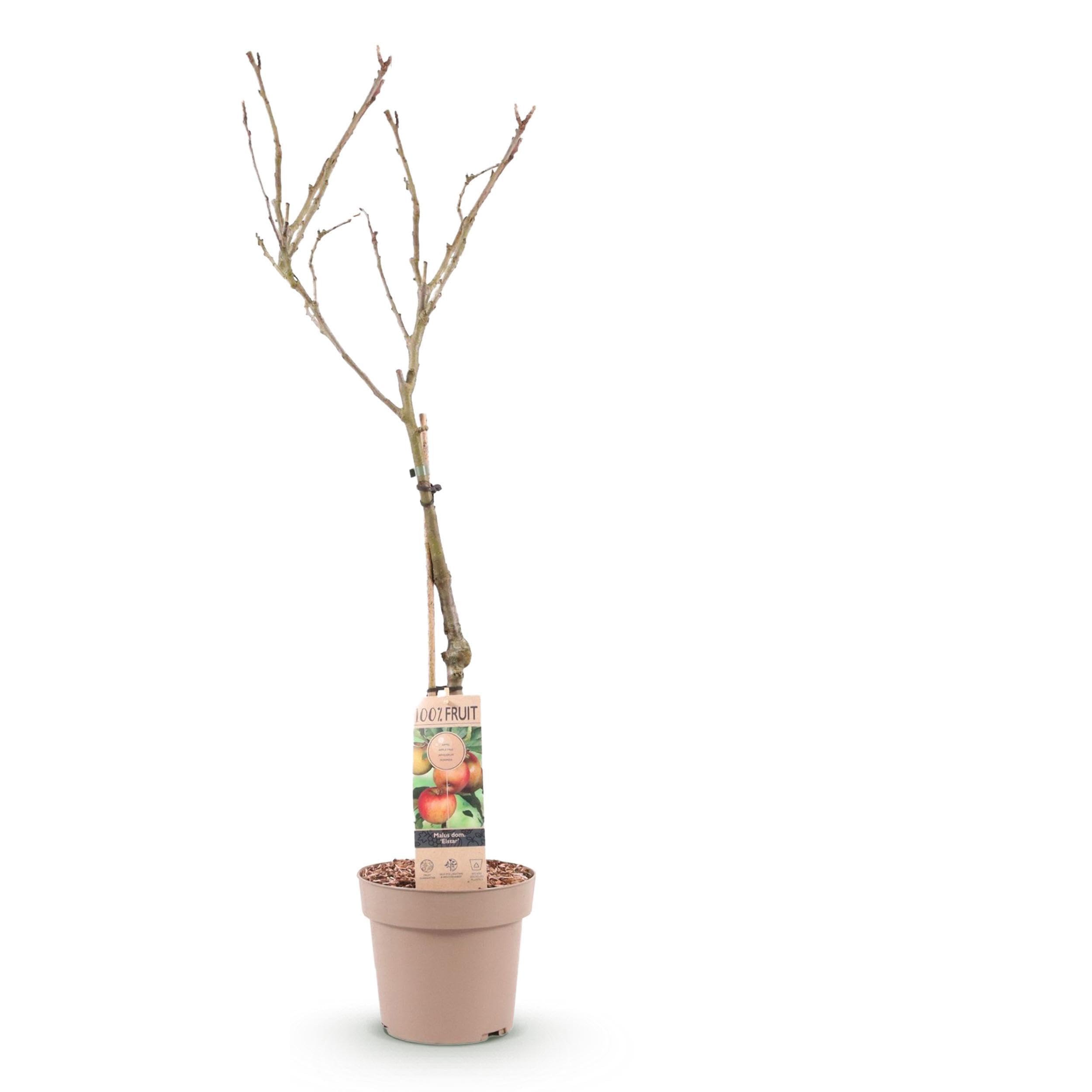 Roślina owocowa - Jabłoń - Malus domestica Elstar - Czerwone zielone jabłko - 80-90cm - Ø21cm - Roślina ogrodowa