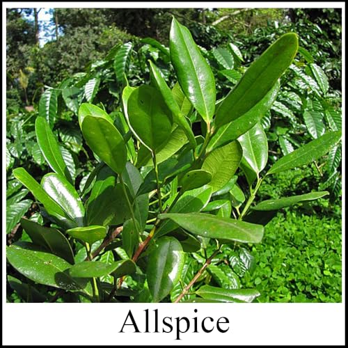 Image of Hybrid All Spice Plant /Sarvasugandhi Pimenta dioica, All Spice Pimenta Dioica spice scented leaf Kitchen Spice Live Plants & Tree (1-1.5 Ft Size) (All Spice Plant)