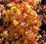 Akane Japanese Maple 2 - Year Live Plant