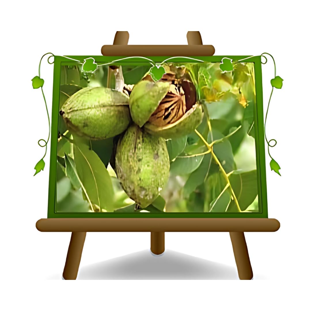 Noce Pecan Kiowa pianta da frutto età 4 anni | Vaso 25×28 cm Altezza 180 cm