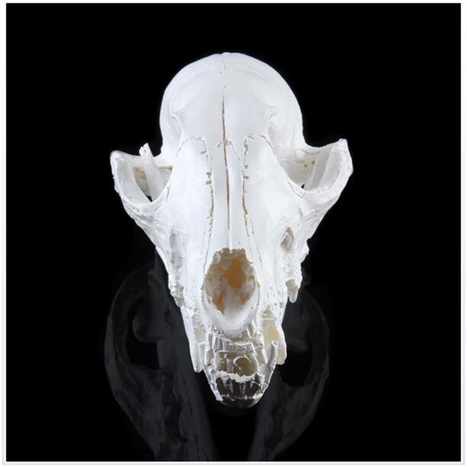 ANIMAL SKELETON & Skull Realistic Bones Scary Halloween Party Props Decorations £4.95 - UK