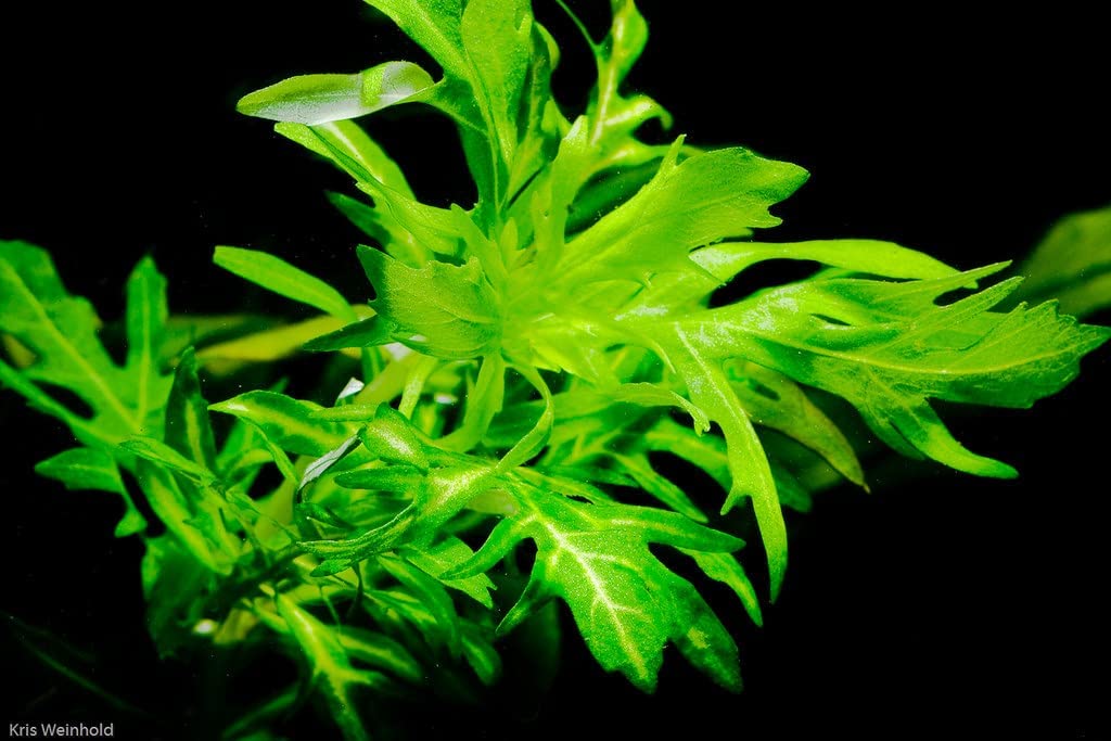 Maalavya Live Aquarium Aquatic Plant Hygrophila Difformis Live Plant with Pot (8 to 10 Stems) (Pack Of 2) (B09N9P13B4) Amazon Price History, Amazon Price Tracker