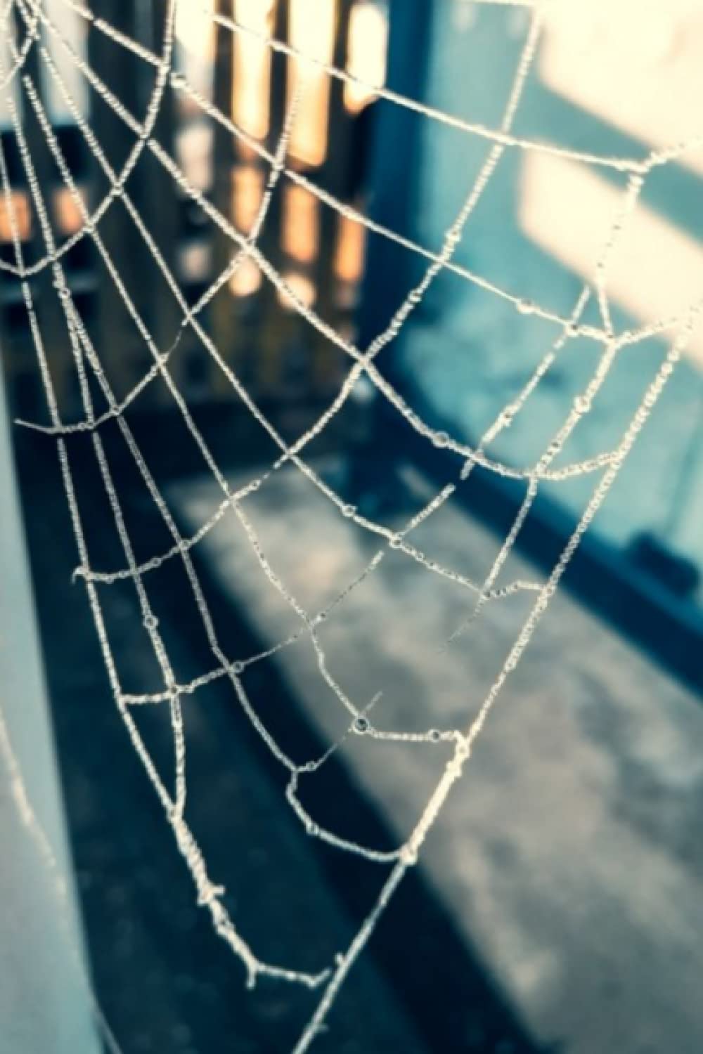 Notebook: Spider's Web notebook/ notepad, A5, 100 pages College lined paper